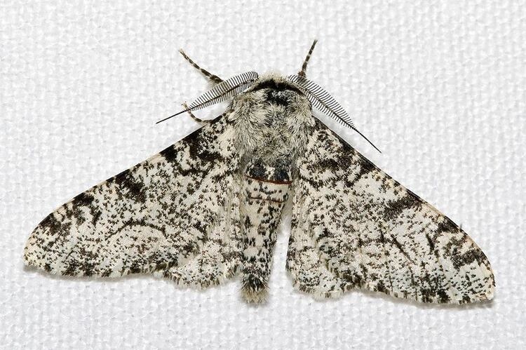 Nighttime Neighbors: Marvelous, Mysterious Moths