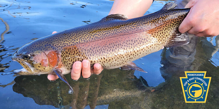 Learn to Fish with PFBC