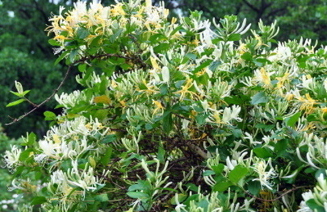 Japanese Honeysuckle Bush in bloom