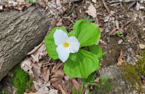 Trillium at Brown County State Park