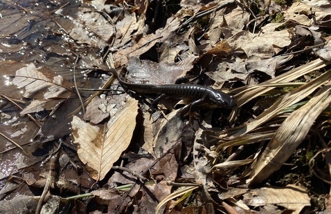 A Jefferson's salamandar at Brown County State Park