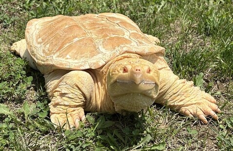 turtle