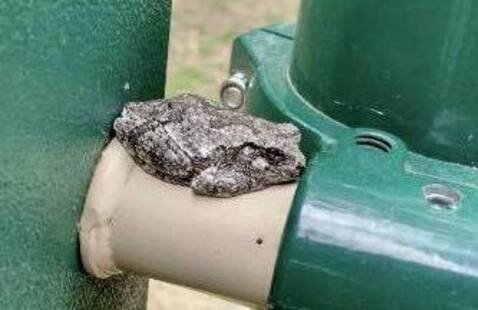 gray tree frog resting on a metal pipe, part of a playset here at the playground