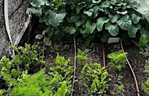 irrigation lines in a garden 
