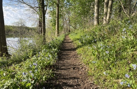 Wildflowers coat trail 2 at Prophetstown State Park