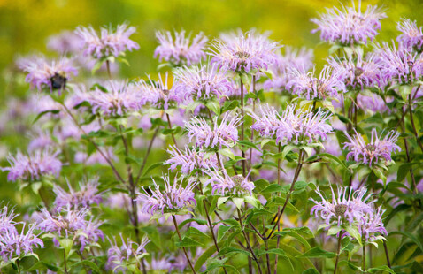 Image of Wild Teas Walkabout