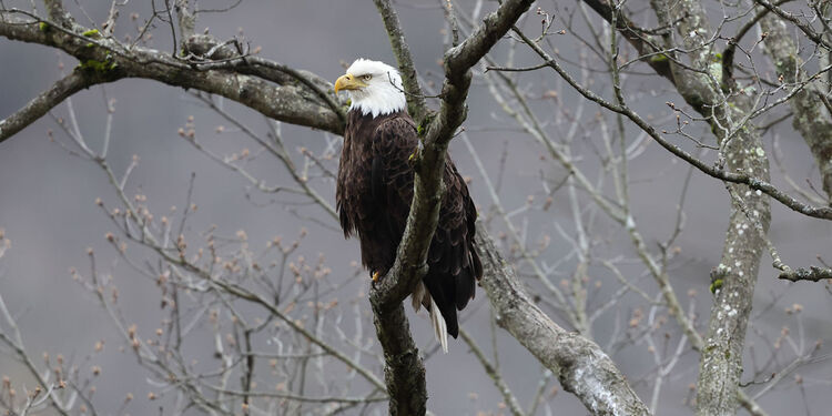 Eagle & Osprey Cruise