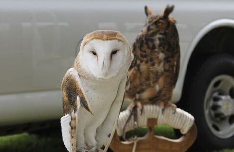 owls