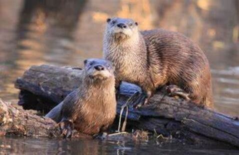 Image of World Otter Day Celebration