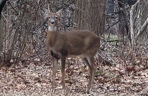 Image of Virtual:  Natural Wonders of Presque Isle