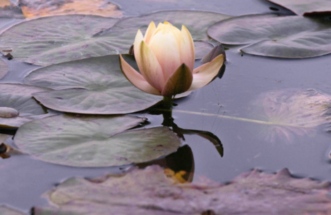 lily