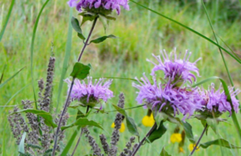 Image of Spring Native Plant Sale
