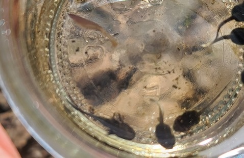 tadpoles in a jar