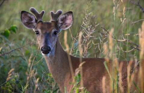 deer