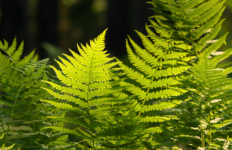 Close-up of fern plant softly illuminated by sunlight