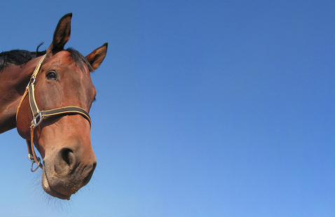 a horse looking at the camera