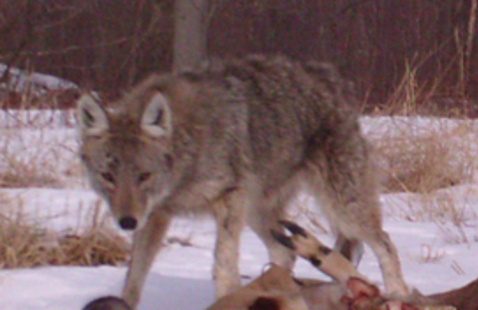 Image of Fundamentals of Fur Harvesting - Guest Presenters 