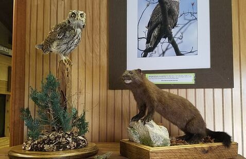 taxidermy owl and mink