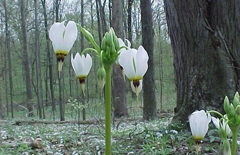 shooting star wildflower