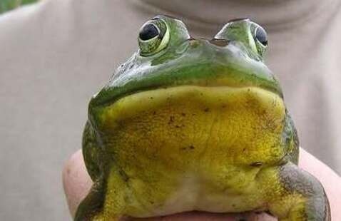 bullfrog