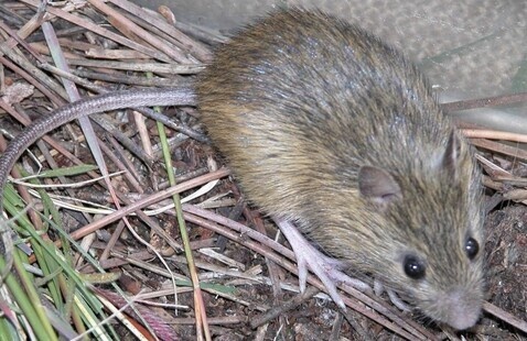 field mouse