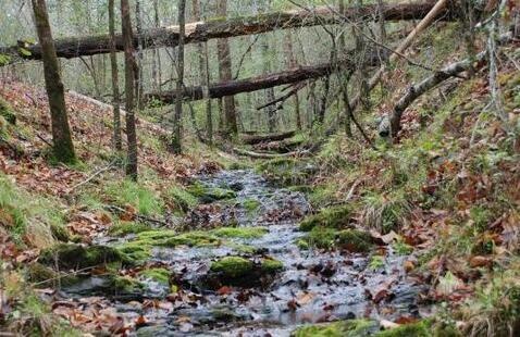 A stream in the woods. 