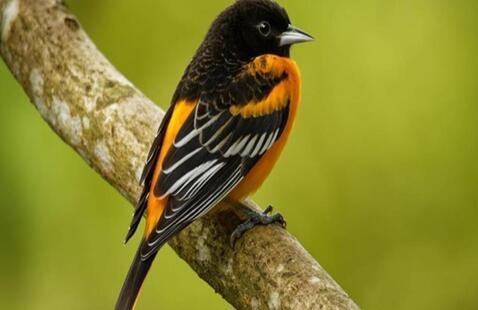 Image of CANCELED - PA Songbirds Teacher Workshop - CANCELED