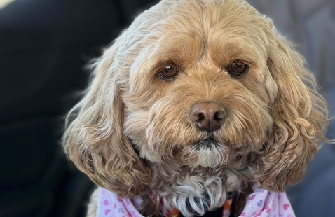Taffy, the cockapoo