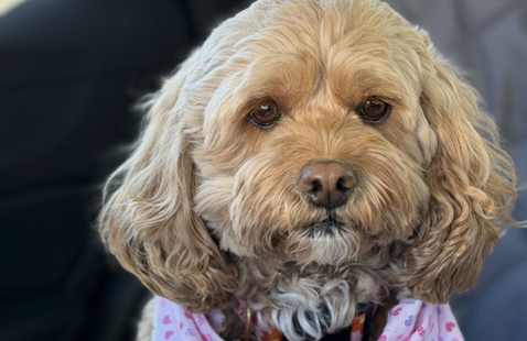 Taffy, the cockapoo