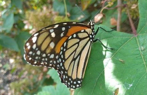 Image of Raising Monarchs with Kelley Barnes Berry