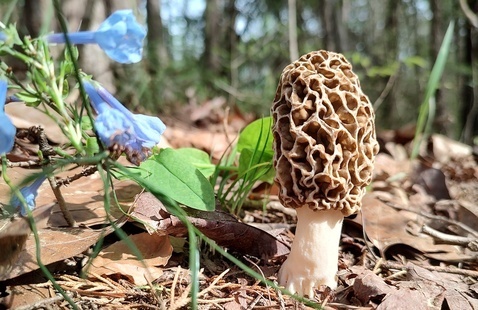 morel
