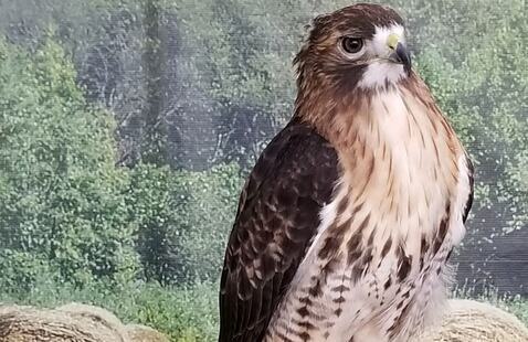 raptor