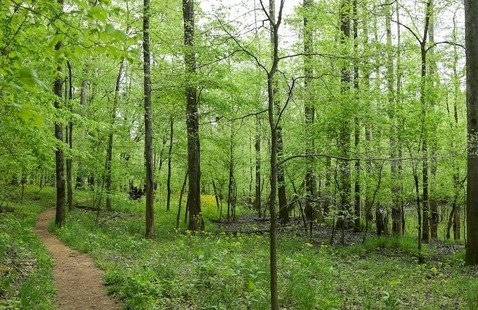 Trees along a trail