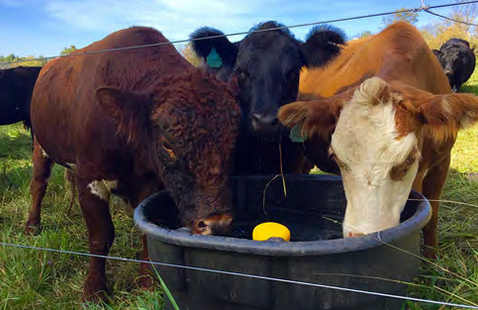 cows drinking water