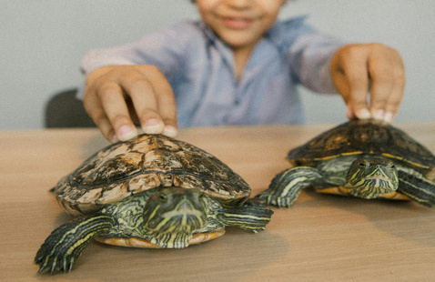 Boy with Turtles on Table