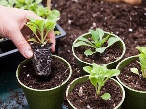 A hand is shown repotting a small green plant