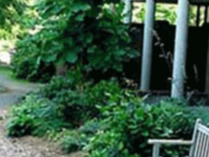 a bench and beautiful green plants