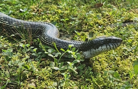 grey rat snake