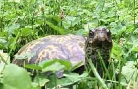 box turtle