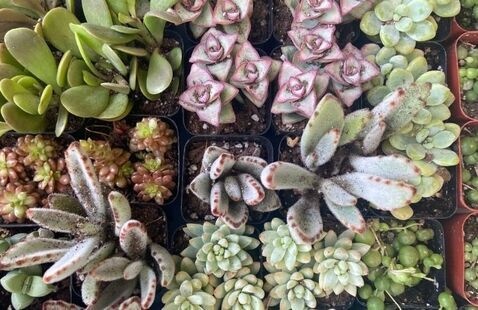 a variety of succulents