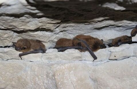 bats