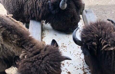 Bison at Ouabache eating at feeding trough.
