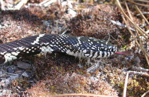 King snake