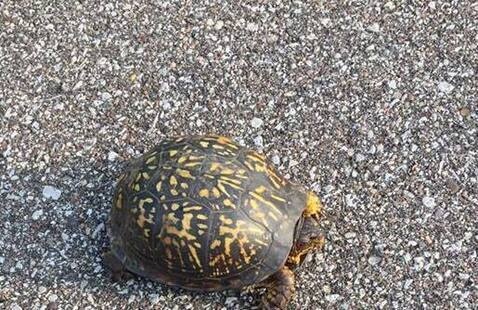box turtle on pavement