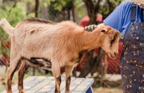 goat at filbert street garden