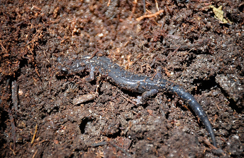 A Northern Gray Cheeked Salamander sits almost camoflauged in soil.