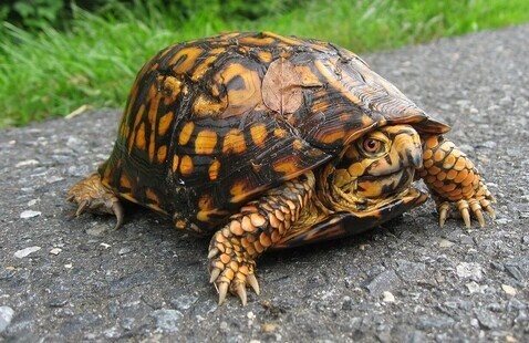 turtle