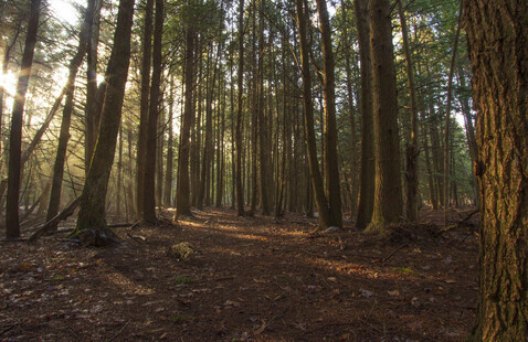 Eastern Hemlock