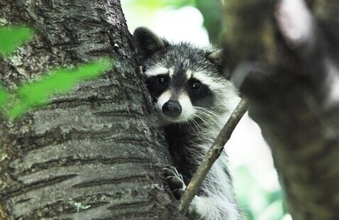 Raccoon in tree