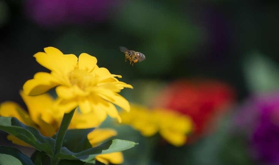 Bee lands on a flower